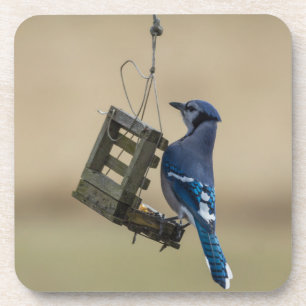 Swinging Blue Jay Coaster