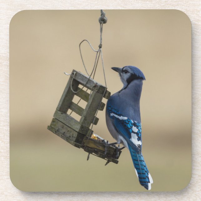 Swinging Blue Jay Coaster (Front)
