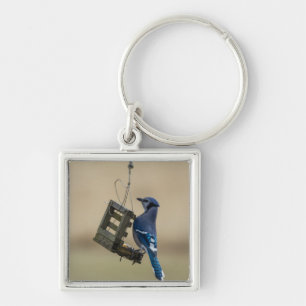 Swinging Blue Jay Key Ring