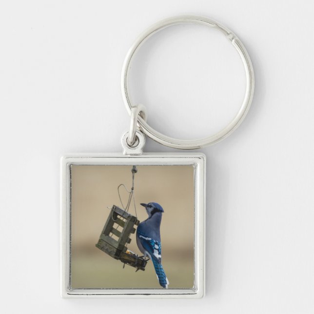 Swinging Blue Jay Key Ring (Front)