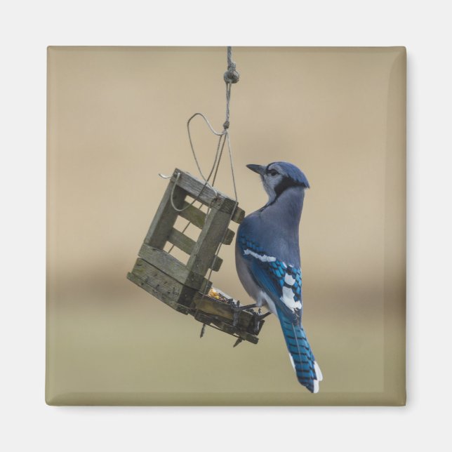 Swinging Blue Jay Magnet (Front)