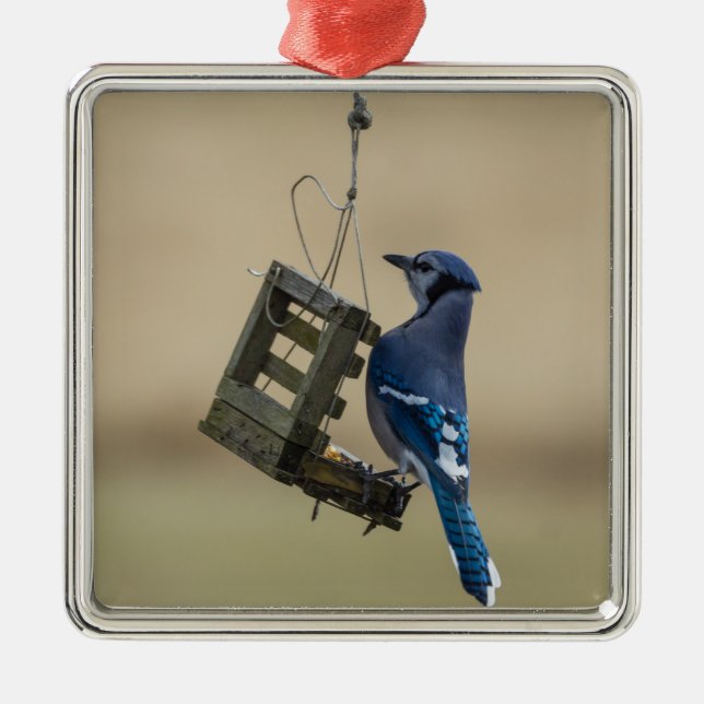 Swinging Blue Jay Metal Tree Decoration (Front)