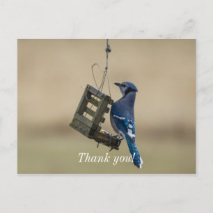 Swinging Blue Jay Thank You Postcard