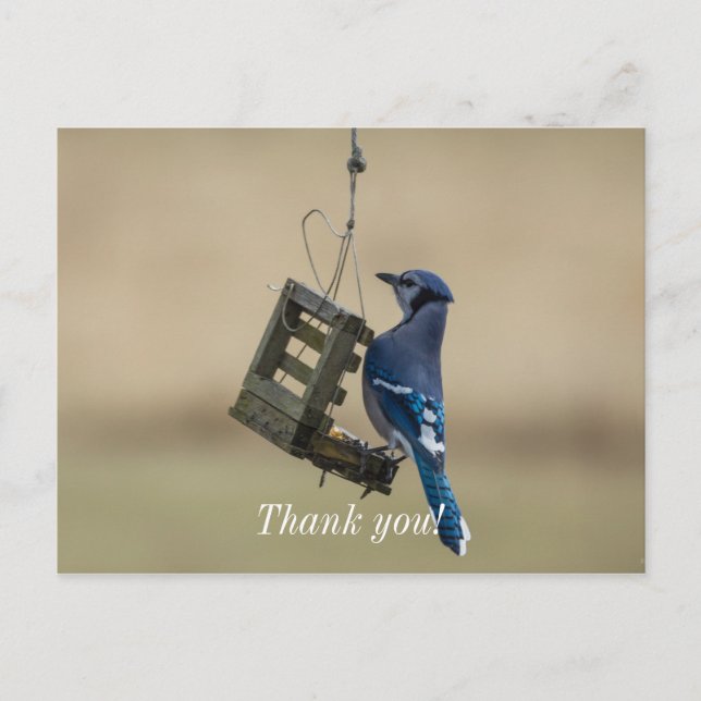 Swinging Blue Jay Thank You Postcard (Front)