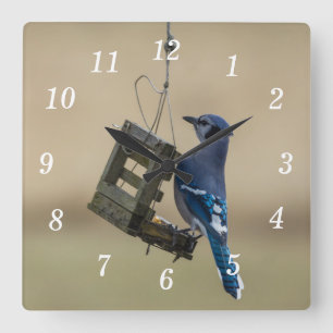 Swinging Blue Jay Wall Clock