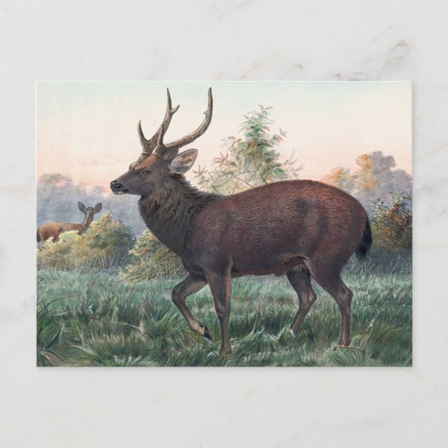 Swinhoe’s Deer by Joseph Wolf Postcard (Front)