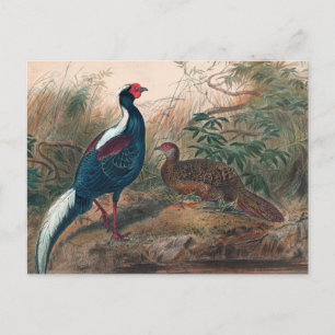 Swinhoe’s Pheasant by Joseph Wolf Postcard