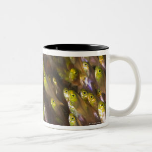 Swirl of Golden sweepers (Parapriacanthus Two-Tone Coffee Mug