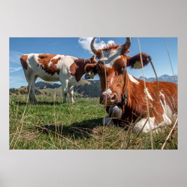 Swiss Cows Poster (Front)