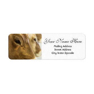 Swiss Dairy Cows Return Address Label