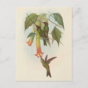 Sword-Billed Hummingbird John Gould Postcard