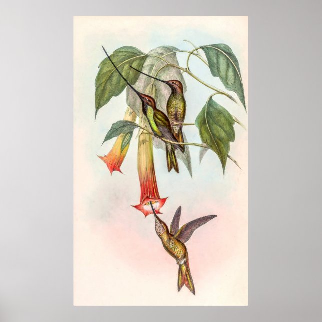 Sword-billed hummingbird poster (Front)