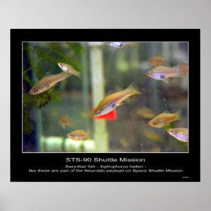 Swordtail fish like these are part... - Customised Poster
