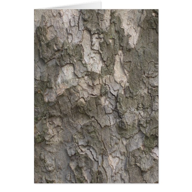 Sycamore bark (Front)