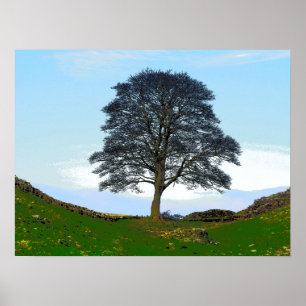Sycamore Gap Poster/Print Poster