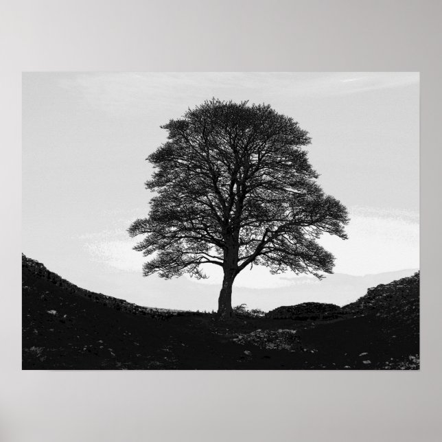 Sycamore Gap Poster/Print Poster (Front)