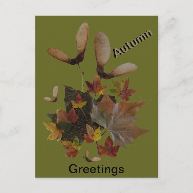 Sycamore Maple Leaves Collage AUTUMN Postcard (Front)