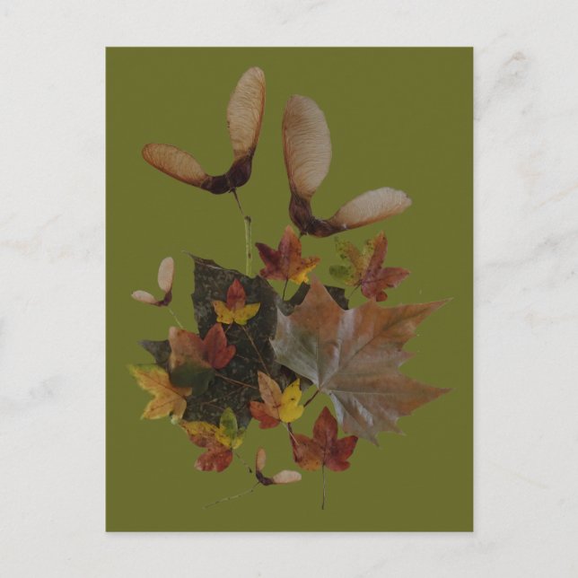 Sycamore Maple Leaves Collage DIY Postcard (Front)