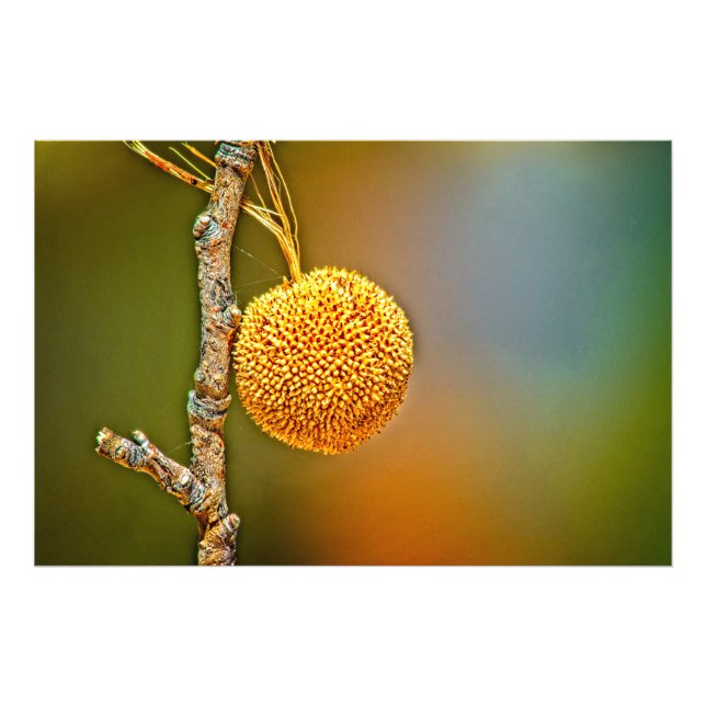 Sycamore Seed Ball  Photo Print (Front)