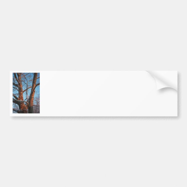 Sycamore Sunrise Bumper Sticker (Front)