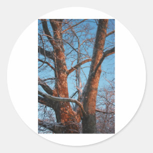 Sycamore Sunrise Classic Round Sticker