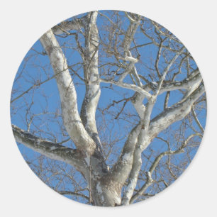 Sycamore Tree Against Winter Sky Items Classic Round Sticker