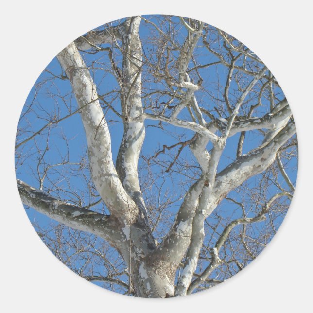 Sycamore Tree Against Winter Sky Items Classic Round Sticker (Front)