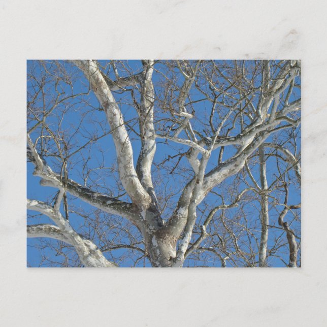 Sycamore Tree Against Winter Sky Items Postcard (Front)
