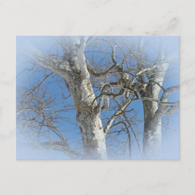 Sycamore Tree Against Winter Sky Items Postcard (Front)