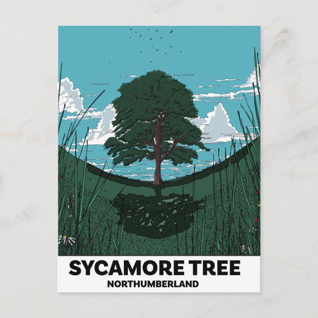 Sycamore Tree Gap Postcard (Front)