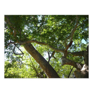 Sycamore Tree Green Nature Photo Print