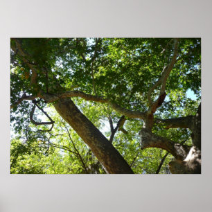 Sycamore Tree Green Nature Poster
