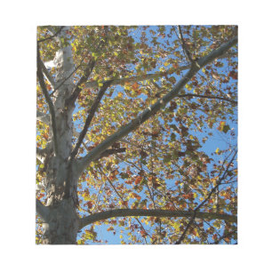 Sycamore tree in the fall against a blue sky notepad