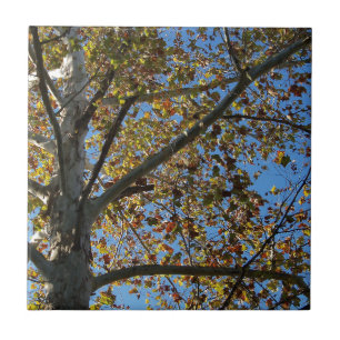 Sycamore tree in the fall against a blue sky tile
