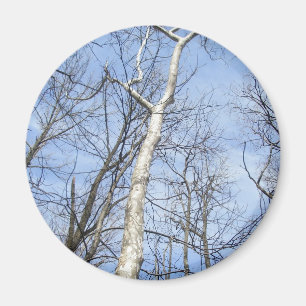 Sycamore Tree Magnet
