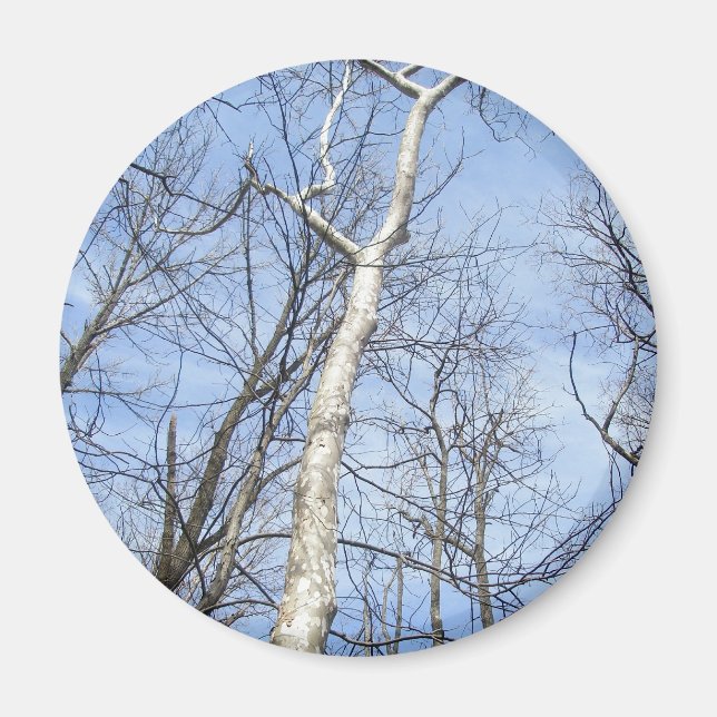 Sycamore Tree Magnet (Front)