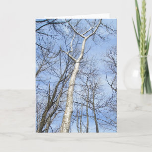 Sycamore Tree Note Card