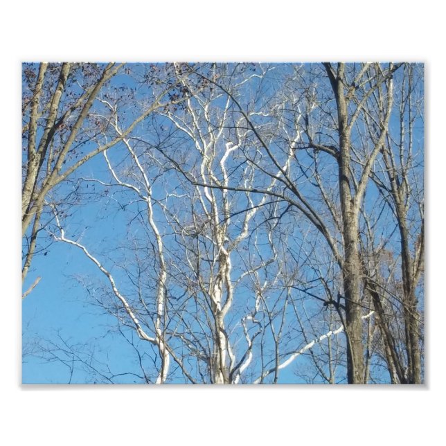 Sycamore Tree Photo Print (Front)