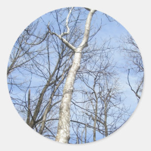 Sycamore Tree Stickers