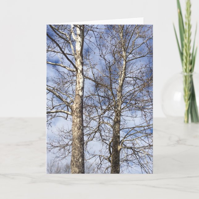 Sycamore Trees in a Winter Sky --- Holiday Card (Front)