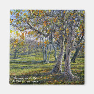 Sycamores in the Fall Magnet