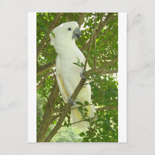 Sydney Cockatoo Postcard