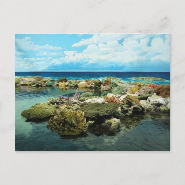 Sydney Great Barrier Reef Postcard (Front)