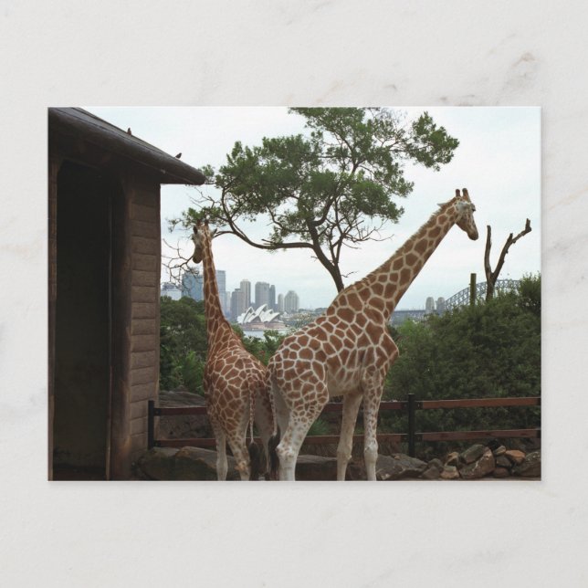 Sydney Opera House Postcard (Front)