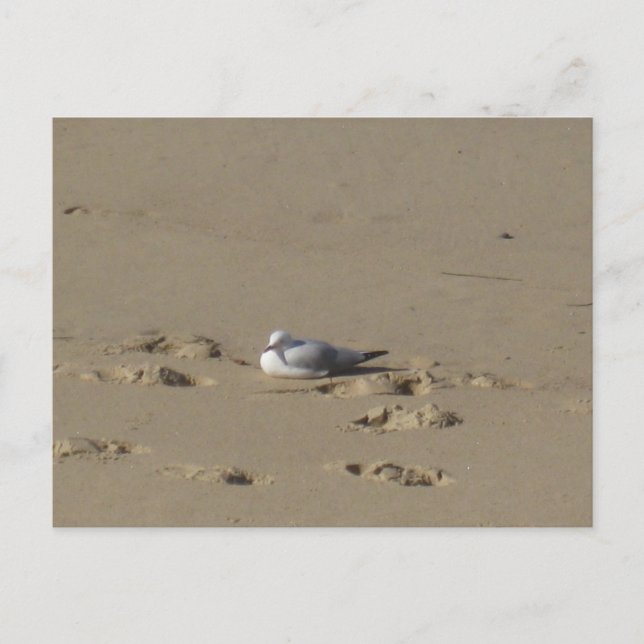 Sydney Seagull Beach Photography Postcard (Front)