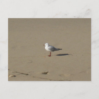 Sydney Seagull Beach Photography Postcard