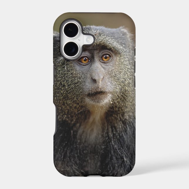 Sykes or Blue Monkey, Cercopithecus mitis, (Back)
