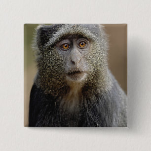 Sykes or Blue Monkey, Cercopithecus mitis, 15 Cm Square Badge