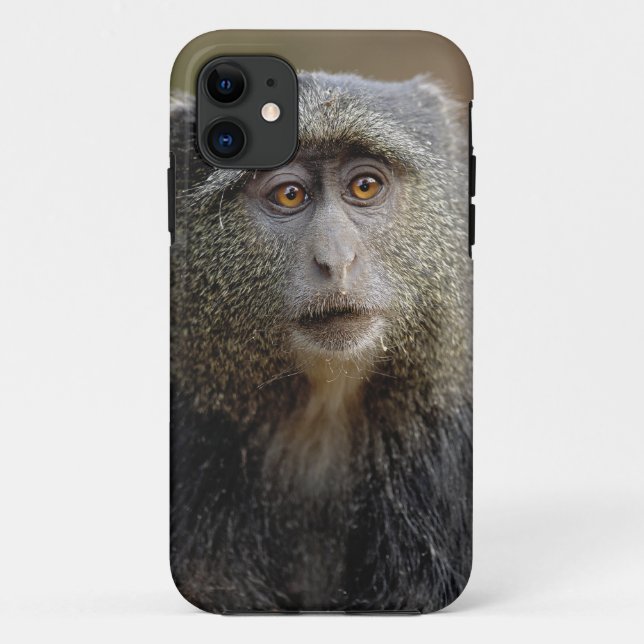 Sykes or Blue Monkey, Cercopithecus mitis, Case-Mate iPhone Case (Back)