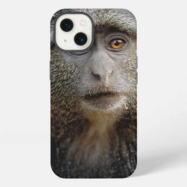 Sykes or Blue Monkey, Cercopithecus mitis, iPhone Case (Back)